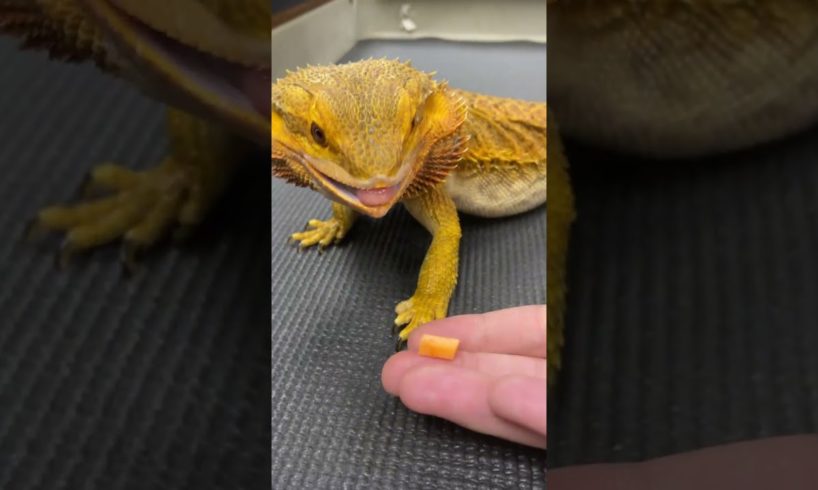 Meet the Bearded Dragon: A Lizard with Stylish Facial Scales!