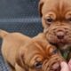 Meet the Regalrouge Dogue de Bordeaux Puppies, cute puppies ❤️ French Mastiff Puppy, Pedigree pups