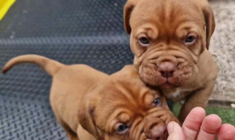 Meet the Regalrouge Dogue de Bordeaux Puppies, cute puppies ❤️ French Mastiff Puppy, Pedigree pups