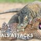 Most Amazing Moments Of Wild Animal Fight | WildWide Life