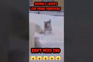 Mother Bear Save Baby Fights Dog 2024 Mohammed Entertainment