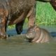Mother Hippo Fights to Protect Her Calf | Natural World | BBC Earth