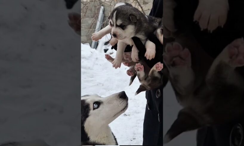 Mother husky and cute puppies!