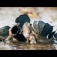 Mudskippers: The Fish That Walk on Land | Life | BBC Earth