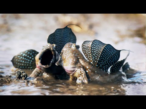 Mudskippers: The Fish That Walk on Land | Life | BBC Earth