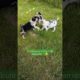 My 3 #cute #puppies#shortvideo #cute #shortfeed #border collie half breed#youtubeshort #playtime