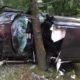 NEAR DEATH CAPTURED...!!!  Ultimate Near Death Video Compilation 2024 - CAR CRASHING