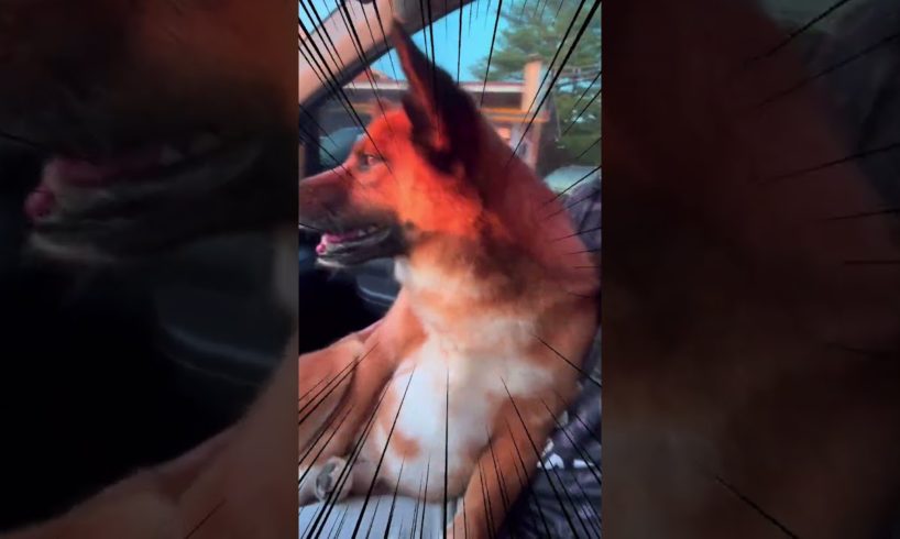 Nearly Clinic - Cute puppies.