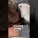 Never fall asleep around a parrot 🤣 #parrot #animals #birds #adoptdontshop #shorts #youtubeshorts