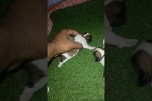 New born shihtzu puppies first time on YouTube 🥰 #shortvideo #shihtzu #minivlog #puppies