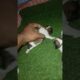 New born shihtzu puppies first time on YouTube 🥰 #shortvideo #shihtzu #minivlog #puppies