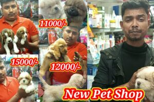 New dogs puppies pets shop in kolkata india😯cute puppies dog price 😯Show quality Dog market😯Cheapest