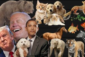 PRESIDENTS 1 HOUR ANIMAL TIER LIST COMPILATION