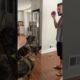Playing catch with my dogs!🐶🐶🐶🥰🥰🥰😃😃 #play #dog #puppy #cute #cool #short #shorts #gsd #lover