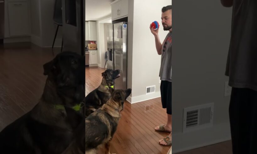 Playing catch with my dogs!🐶🐶🐶🥰🥰🥰😃😃 #play #dog #puppy #cute #cool #short #shorts #gsd #lover