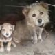"Please save my puppies", the chained mama dog begged in tears and despair