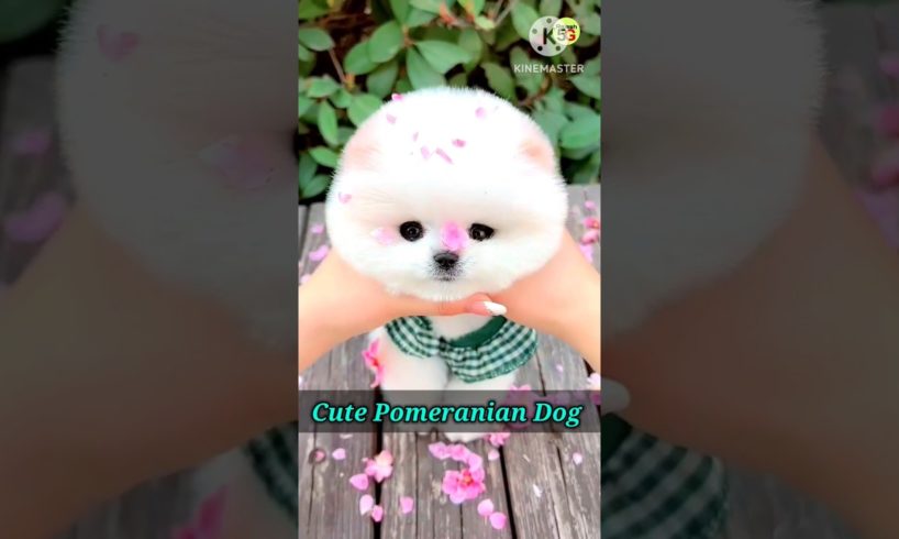 Pomeranian dog problem | Cute puppies | Cute funny dog video #viral #shorts #youtube #video #cutedog