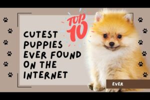 PugUp Top 10 Cutest Puppies Found on the Internet