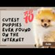 PugUp Top 10 Cutest Puppies Found on the Internet