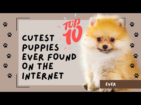 PugUp Top 10 Cutest Puppies Found on the Internet