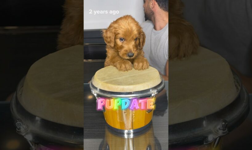 Pupdate! Where are they now!? #goldendoodle #puppies #doodlepuppy