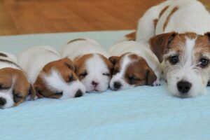 Puppies 25 days. Jack Russell Terrier PUPPIES / cute puppies / cute puppy / funny dog