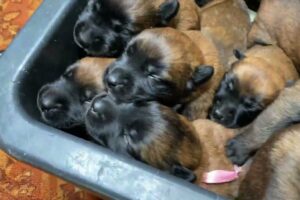 Puppies crying. The sound that all dogs love. Belgian Malinois.