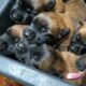 Puppies crying. The sound that all dogs love. Belgian Malinois.