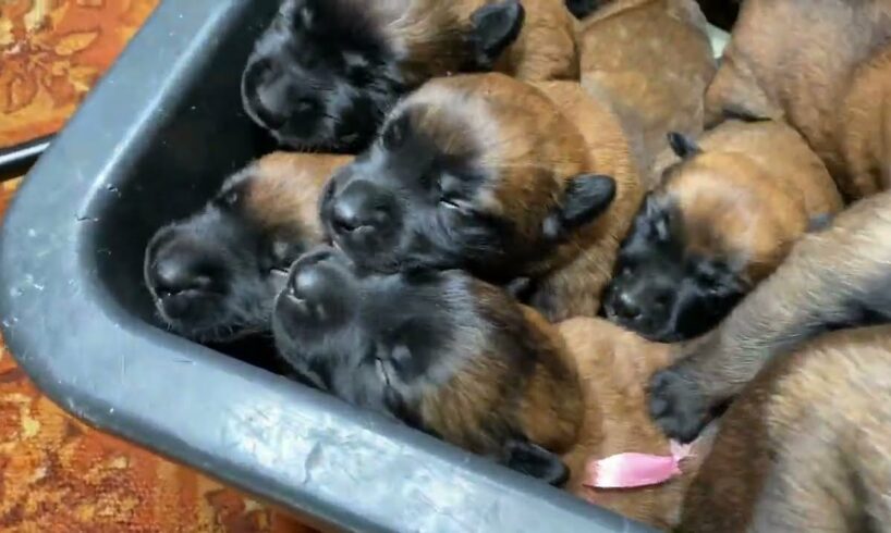 Puppies crying. The sound that all dogs love. Belgian Malinois.