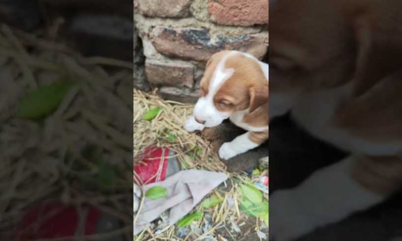Puppies don't get closer to strangers 🥹 | Most cutest puppy 💕 of stray dogs #shorts #straydogs #cute