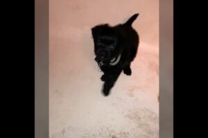 Puppy Barking! 🤣 8 Wk Old Puppy Barking and Playing. The Cutest Puppy Bark Ever!