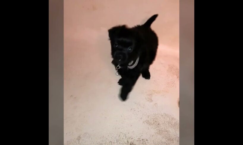 Puppy Barking! 🤣 8 Wk Old Puppy Barking and Playing. The Cutest Puppy Bark Ever!