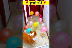 Puppy Popping balloons 🎈 Cute funny puppy | puppy with balloon #balloonchallenge #balloons #petcare