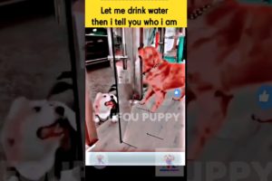 Puppy drinking water during fight 🐶 | Cute funny puppy | Cutest dogs reactions #funnydogs #funnypet
