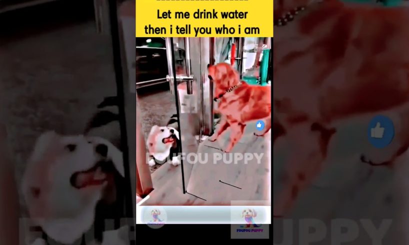 Puppy drinking water during fight 🐶 | Cute funny puppy | Cutest dogs reactions #funnydogs #funnypet