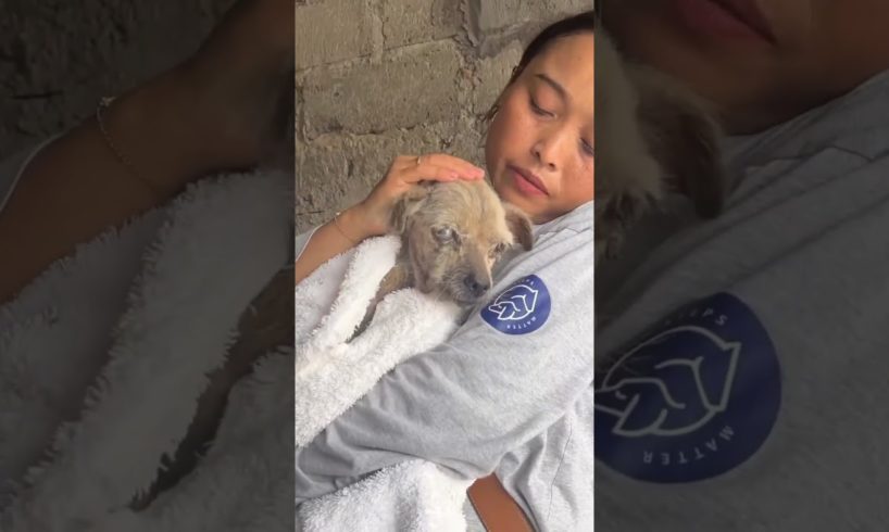 Puppy was found lying in a pile of dirt in an empty garage where he found refuge