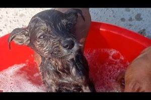 Puppy's Bath/ Rescue Puppy Got His First Bath / Baby Puppy Get Their First Bath /Dog Rescues