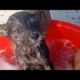 Puppy's Bath/ Rescue Puppy Got His First Bath / Baby Puppy Get Their First Bath /Dog Rescues
