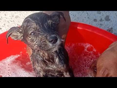 Puppy's Bath/ Rescue Puppy Got His First Bath / Baby Puppy Get Their First Bath /Dog Rescues