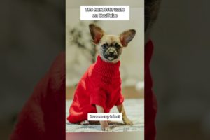 Puzzle Masters Only! | Cute Puppies Funny Clips #shorts