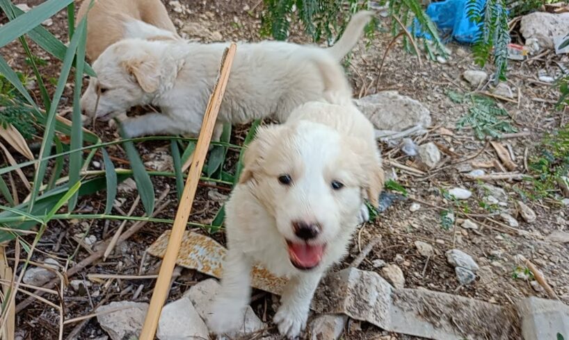 Rescue 4 abandoned puppies/ Stray puppies get rescued/ Sweetest reaction when puppies see me