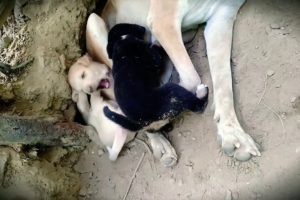 Rescue a puppy!! One puppy trapped inside!!🐕 CUTE PUPPIES