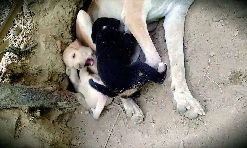 Rescue a puppy!! One puppy trapped inside!!🐕 CUTE PUPPIES