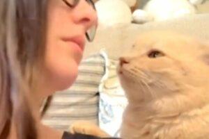 Rescue cat's obsessed with mom