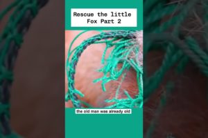 Rescue the little Fox Part 2 #shortvideo