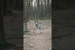 Rescued Wolf Dog Bonds With 8-Year-Old Girl ❤️ l The Dodo