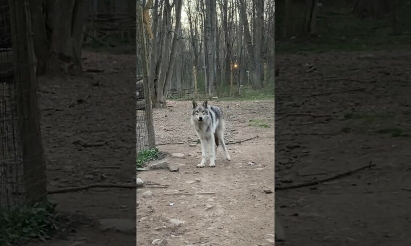 Rescued Wolf Dog Bonds With 8-Year-Old Girl ❤️ l The Dodo