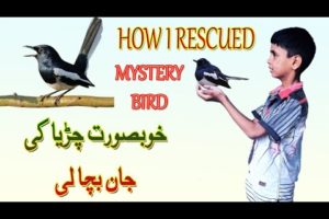 Rescued a wild bird baby 😍🥰| pets vlog in Urdu | daily pets vlog | pigeon vlog