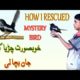 Rescued a wild bird baby 😍🥰| pets vlog in Urdu | daily pets vlog | pigeon vlog