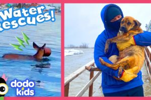 Rescuers Brave Deep Water To Save Trapped Animals | Dodo Kids | Rescued!